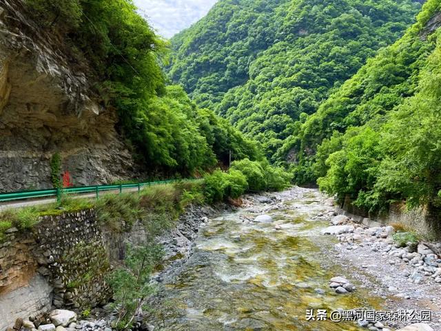 进山纳凉来黑河国家森林公园，让你逃离酷暑，一键降温！