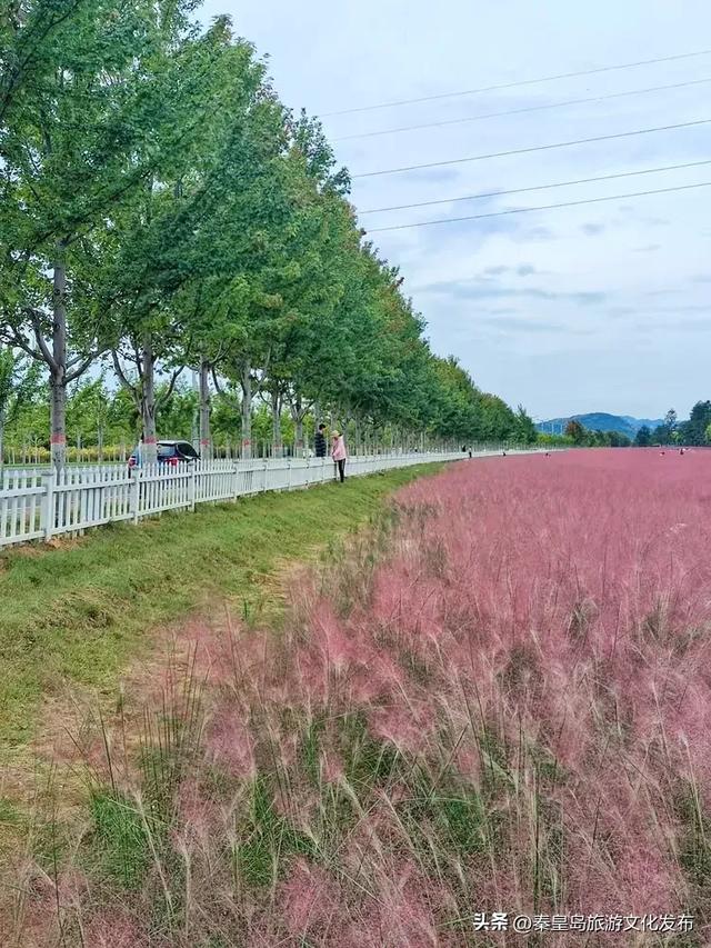 免费观赏！秦皇岛这两片花海已到最佳观赏期，实拍美翻啦~