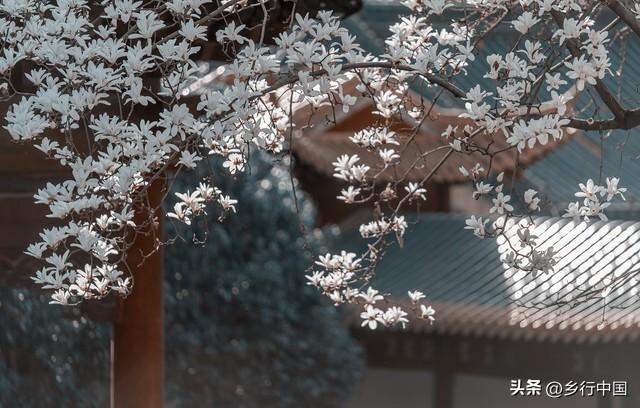 南部县寺外桃源景区：景村-乡镇-片区联动助力南西盐三县文旅发展