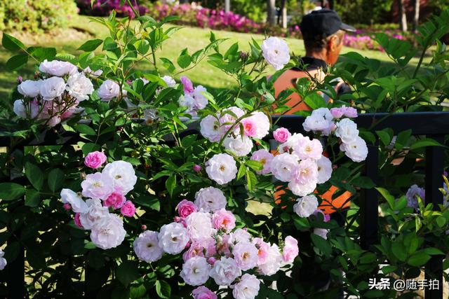 上海闵行“小外滩”蔷薇花怒放，赏心悦目