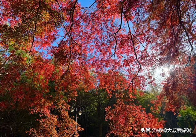 快来，浙江第三届莫干山红枫季开始了，可轻松来趟浪漫“枫”旅！