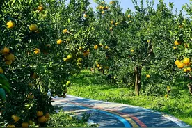 成都“巨无霸”公园火了，面积超万亩，适合周末徒步，可采摘柑橘图片