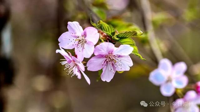 崇州的樱花，开啦！！!