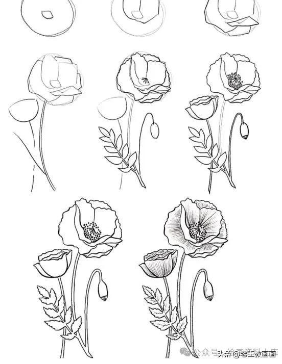 有手就能画！花卉简笔画教程