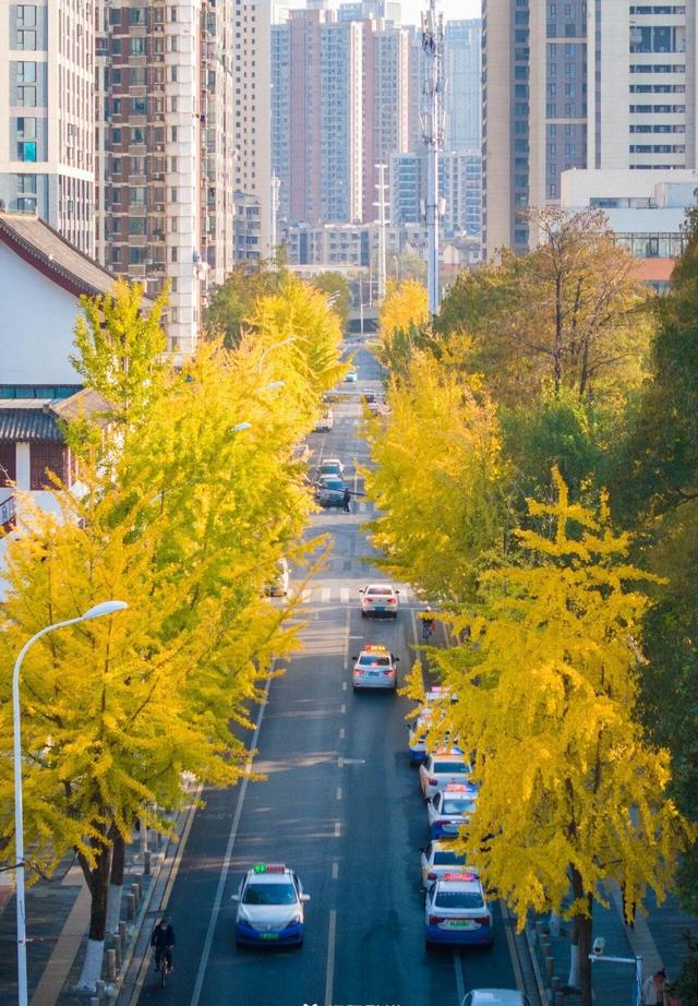 武汉546岁银杏古树换装，汉阳瞬间变秋日梦境 这条线路值得走一遭