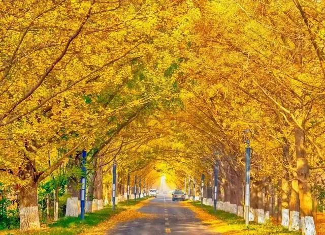 临沂此处天地一色，快来赴一场与金黄的约会吧！