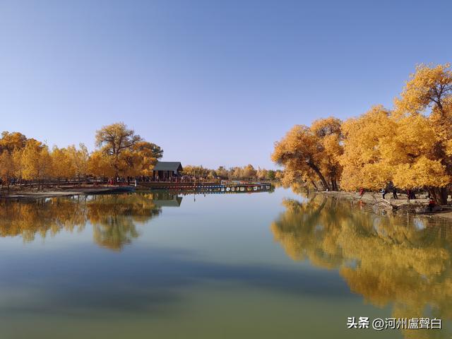 额济纳旗胡杨林