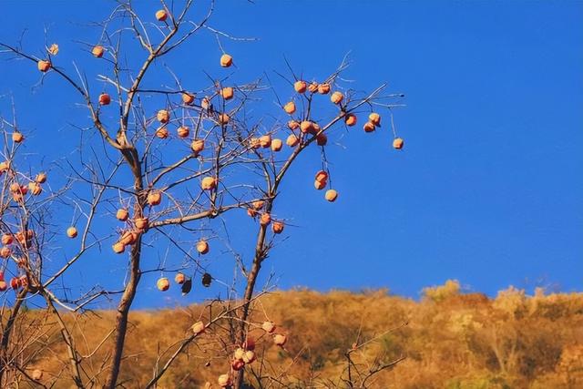 初秋→深秋，昌平这 7 条赏秋线路必冲！（二）