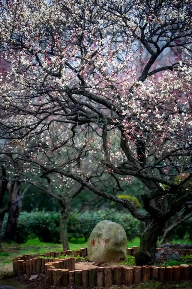 走,到钟山风景区找“对象”去!