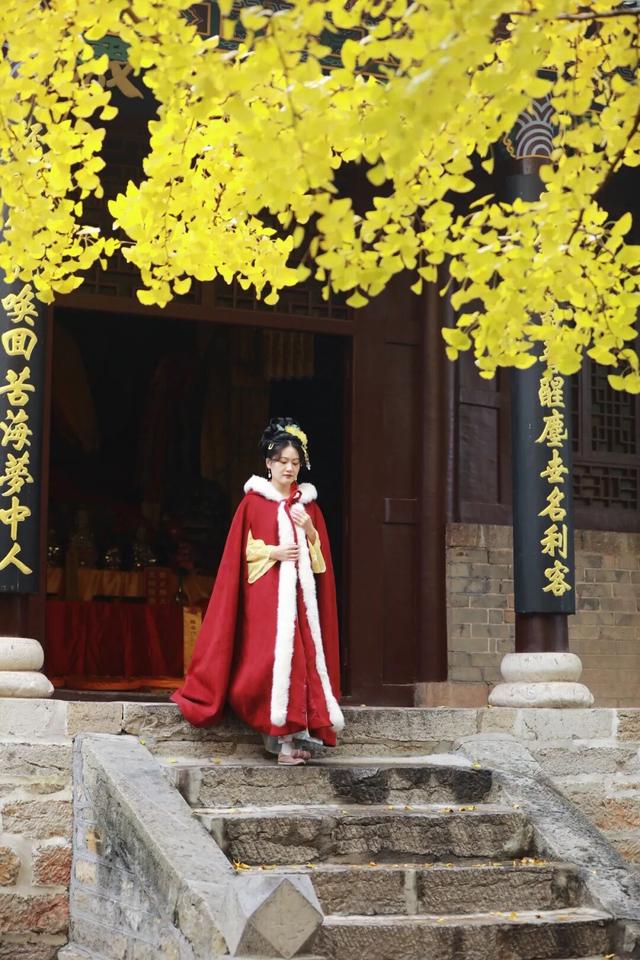 日照这里的千年银杏树，已进入高光时刻~