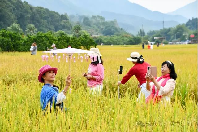 秋日必去！从化江埔5大稻田打卡攻略，邂逅金色浪漫