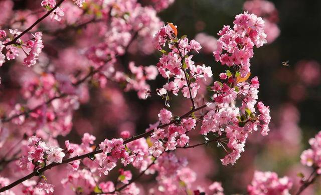 昆明动物园开启 “圆通樱潮”赏花季