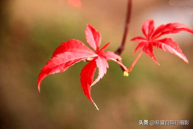 香山红叶摄影进阶：必须掌握这6个实战技巧，张张出大片成顶流