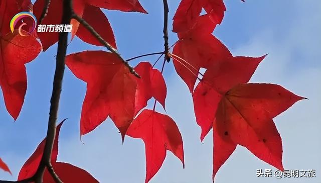 初冬氛围感出片计划，走起！昆明这份打卡攻略速速收藏→