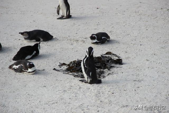 南部非洲：南非开普敦企鹅岛