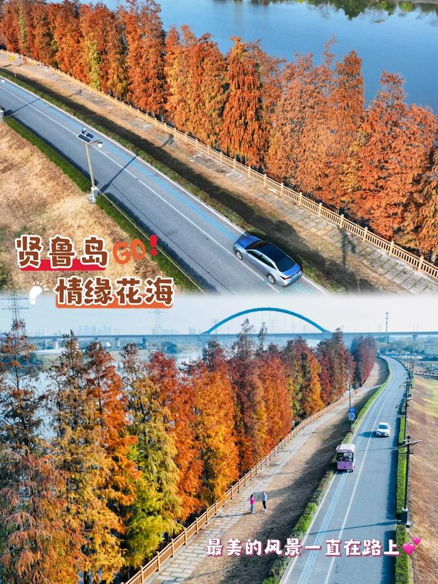 趣游周末丨佛山落羽杉地图！解锁色彩斑斓的绝美秋天！