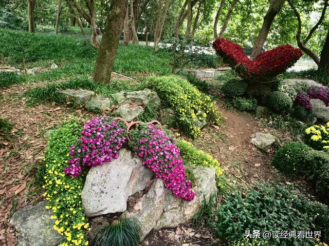 杭州植物园的菊花展——一场关于菊花的饕餮盛宴（二）