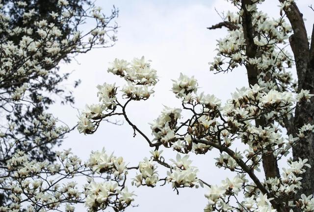踏春好去处!贵州省植物园花开好啦