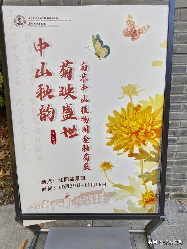 “中山秋韵，菊映盛世”，赏菊南京中山植物园（上）