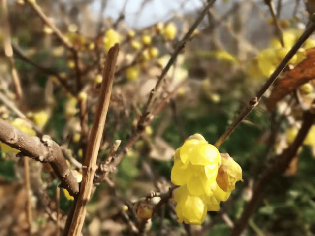 香香香香香！金坛茅山的第一波蜡梅开了！