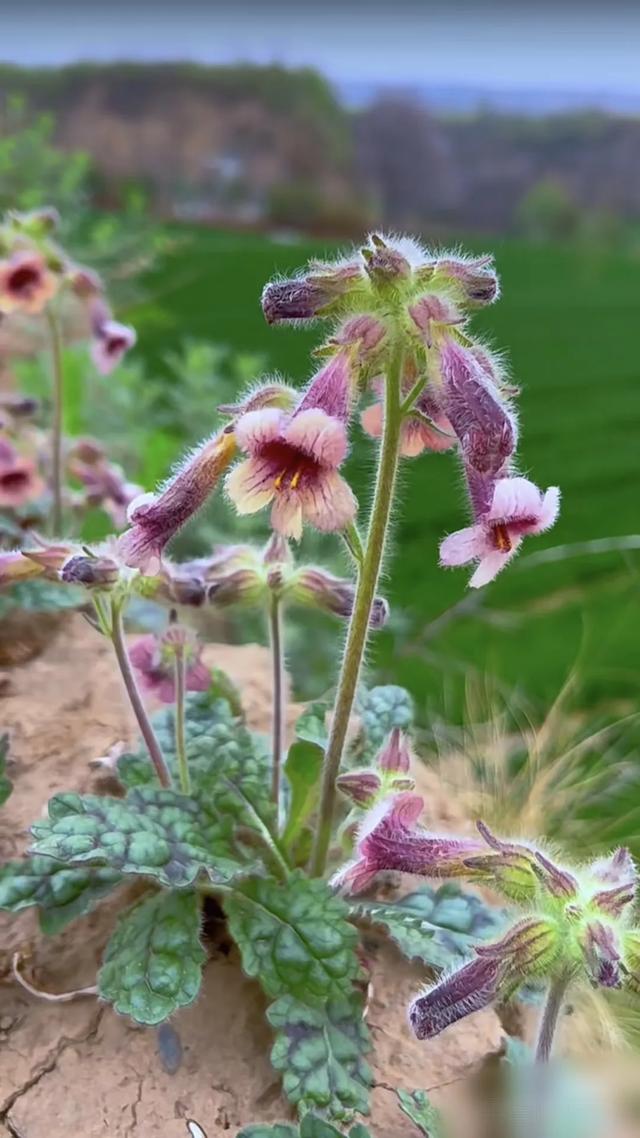 脚边黄金！你每天踩烂的“野草”，竟是千年神药？