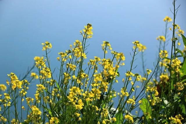 陇南油菜花提前开放，今天可以约起走！