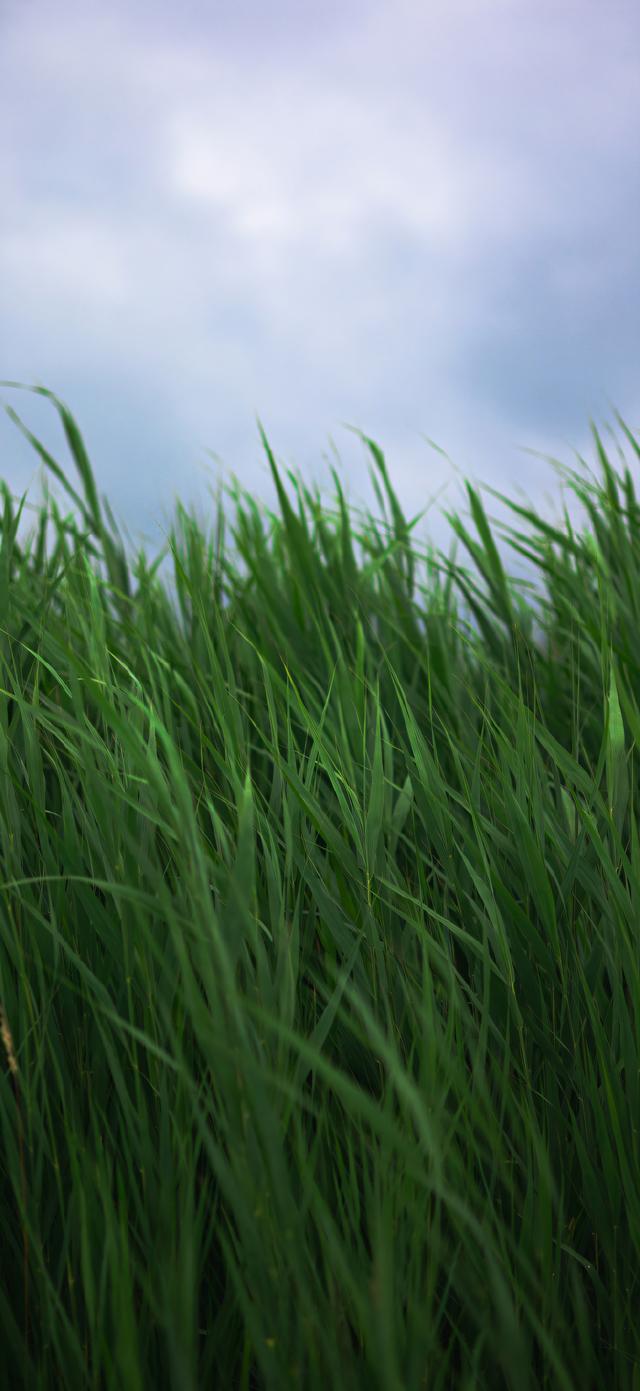 手机壁纸|清新自然，绿色风光美景