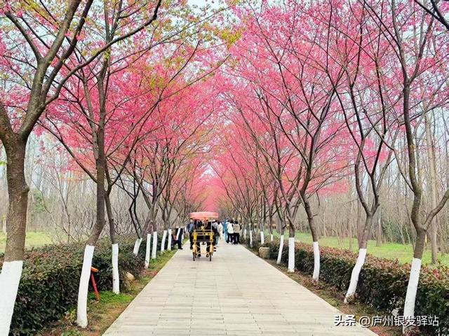 现场实拍！合肥老年人专属赏花地，随手拍都是春日大片！