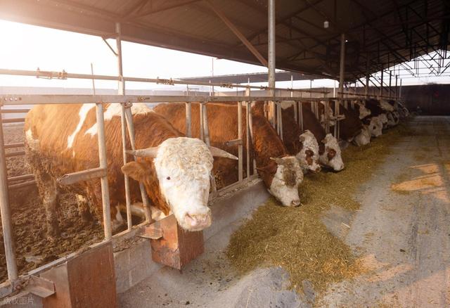 酒糟喂牛，越喂越瘦！创盈牛“三段育肥”方案，把酒糟变催肥神器