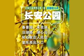 迎春花开了 石家庄公交赏花攻略来了！图片