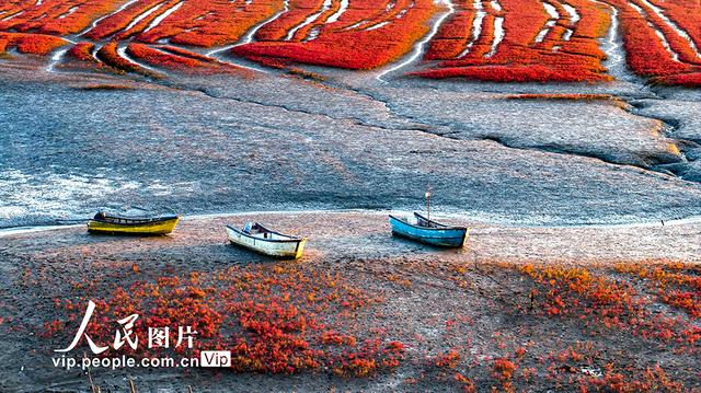 山东青岛：红海滩绚丽多彩