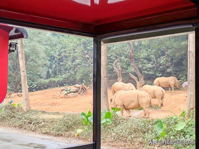 参观广州长隆野生动物园，全程感觉眼累手累腿不累