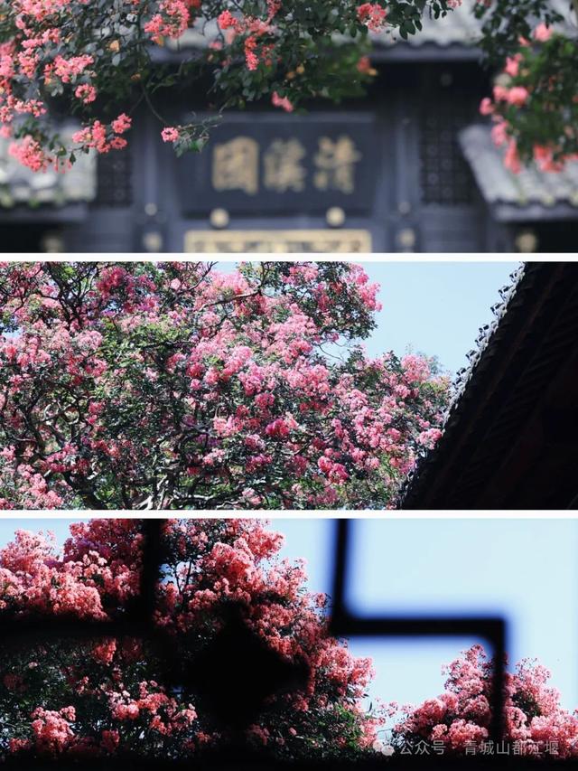 今年都江堰的紫薇，我追定了🤜