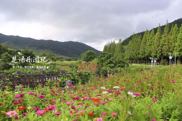 浙江宁波这里被誉为梵高画境，向日葵已谢但百日菊花开，老街更美