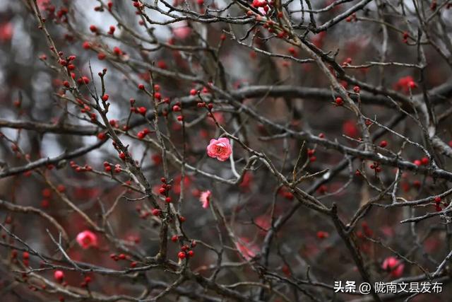 冬日“梅”景，真美！