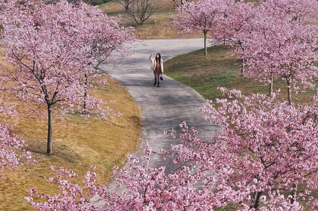 快来新津！成都最早最大面积樱花盛放！