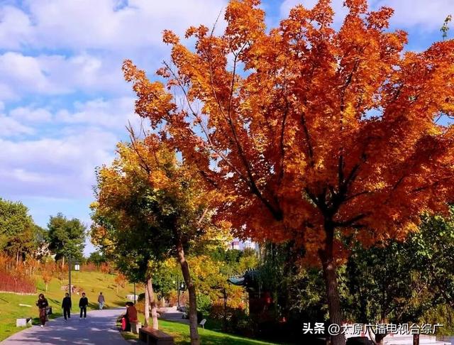 秋日赏枫：双塔公园五角枫染红秋意
