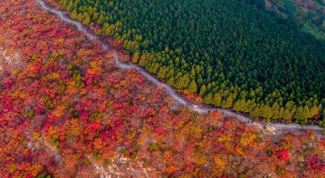 新华社聚焦+国家地理推荐！济南蝎子山“鸳鸯锅”秋景太惊艳了！