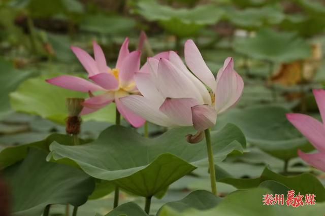 亭亭清荷韵满塘 悠悠碧水凉意浓