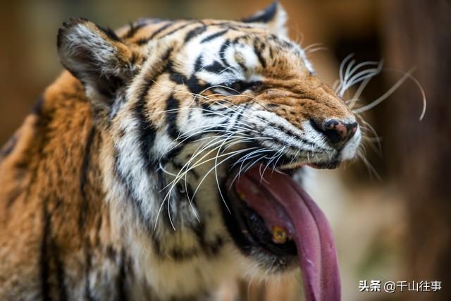 枣庄大官庄藏着千年大瓜：皇姑坟竟是采石场？薛国历史太颠覆！