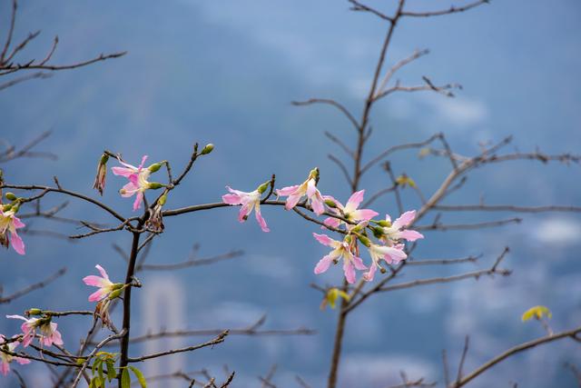 三线建设中崛起的新城——攀枝花