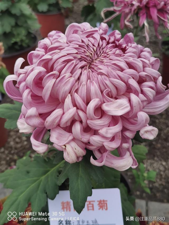 今年唐山南湖菊展从规模到品种在我印象中是多年来的第一次