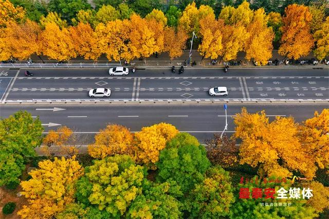 泰城深秋遍染金裳 斑斓画卷映眼帘