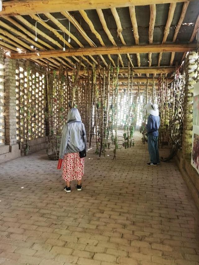 游新疆吐鲁番的坎儿井和葡萄沟