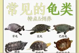 常见乌龟🐢品种大赏图片