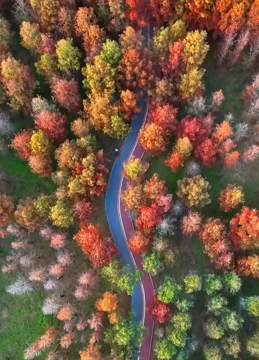 临沂「红杉」「红枫」浓度拉满，出片率100%