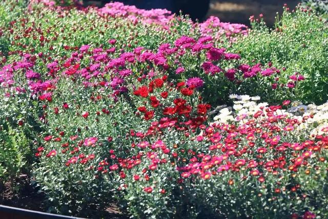 万株菊花争奇斗艳！国家植物园开启最美金秋，攻略——
