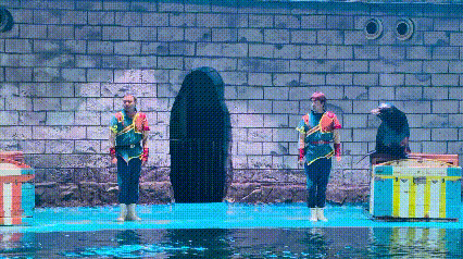 3月8日，鄂尔多斯送给所有女生的情书：免门票，请你来看白鲸！