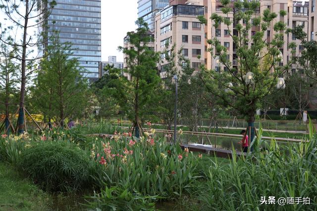 实拍江苏苏州昆山花桥梅浦河海绵城市公园，“会呼吸”的绿地