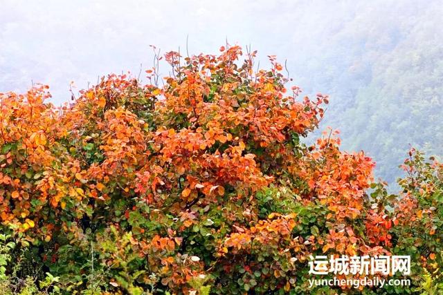 运城秋日的N种浪漫